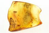 Fossil Scavenger Beetle, Marsh Beetle, Ant, and Wasp in Baltic Amber #275399-1